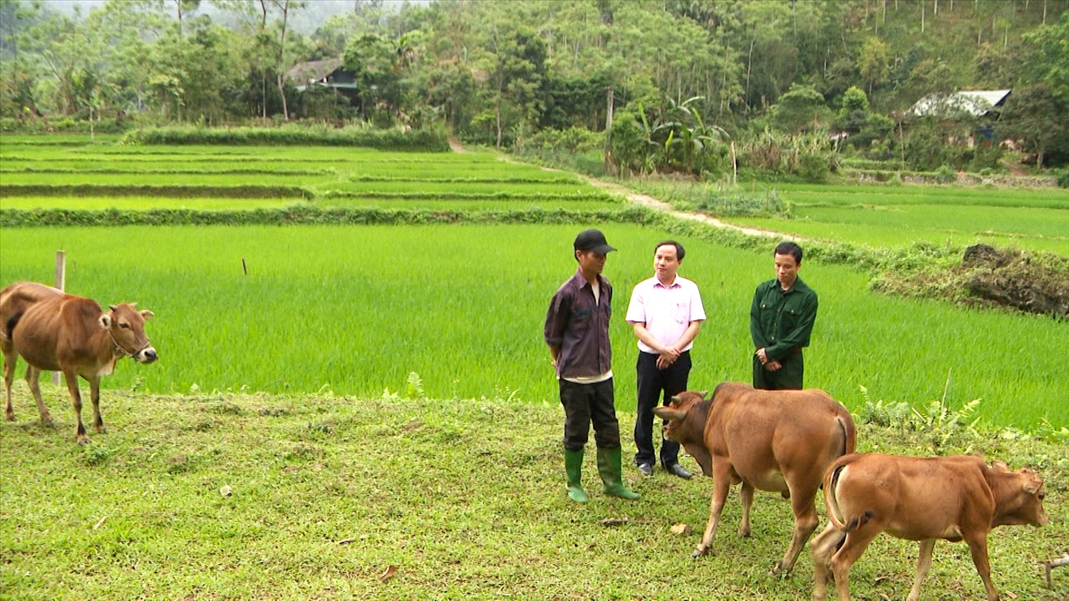 Nhờ nguồn vốn vay từ tín dụng chính sách xã hội, hộ vay Chẩu Văn Binh ở thôn Nà Muông xã Khuôn Hà, huyện Lâm Bình đã vươn lên thoát nghèo