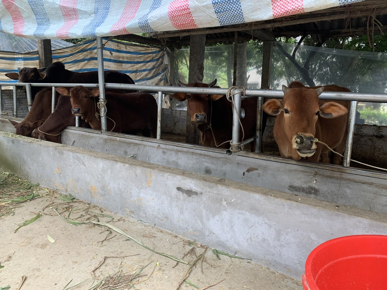 Đầu tư chăn nuôi là một trong những hướng đi phát huy hiệu quả nguồn vốn vay ưu đãi trên địa bàn huyện Yên Sơn