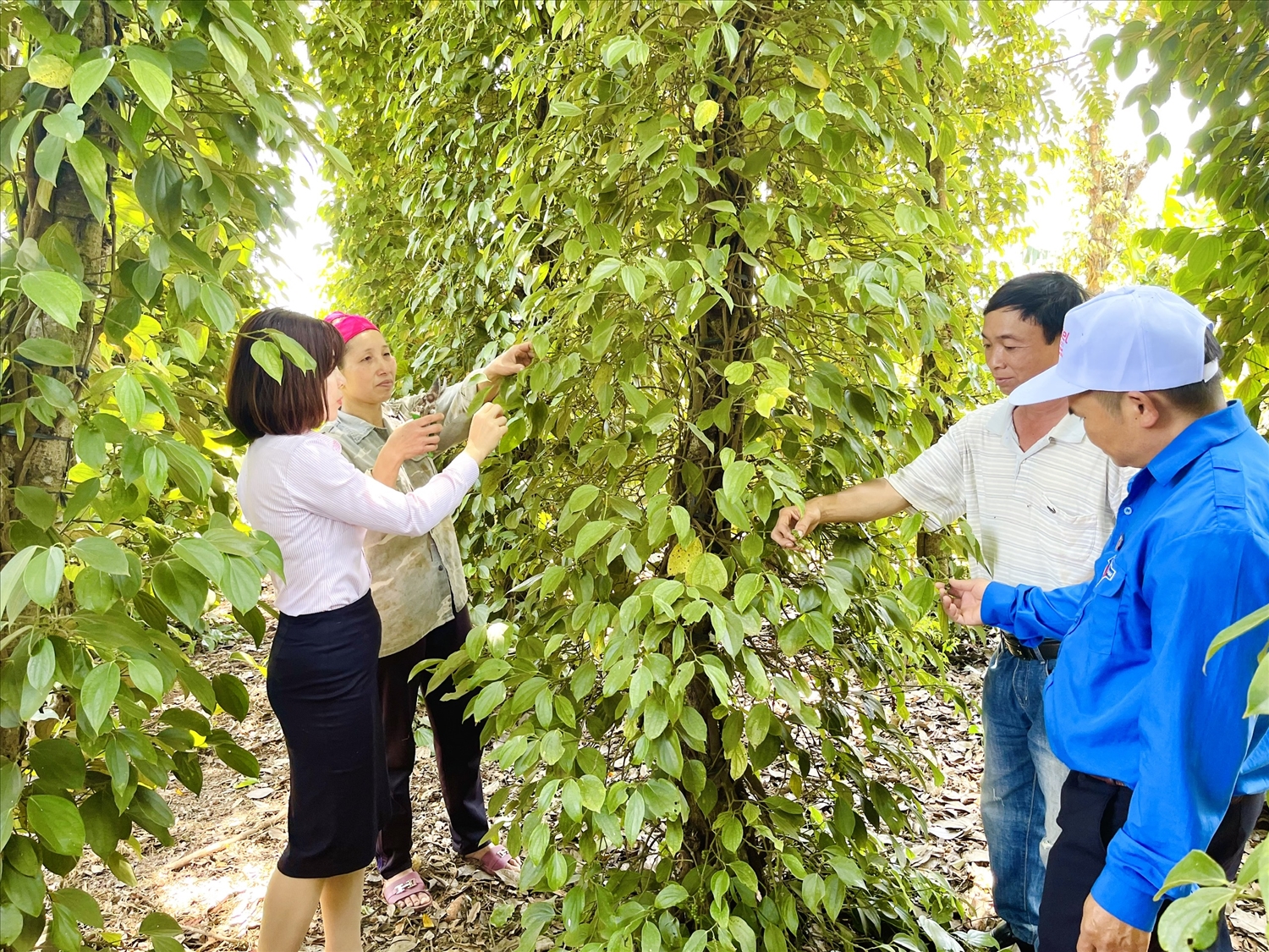 Các hộ dân trên địa bàn huyện Krông Năng sử dụng hiệu quả nguồn vốn tín dụng ưu đãi.