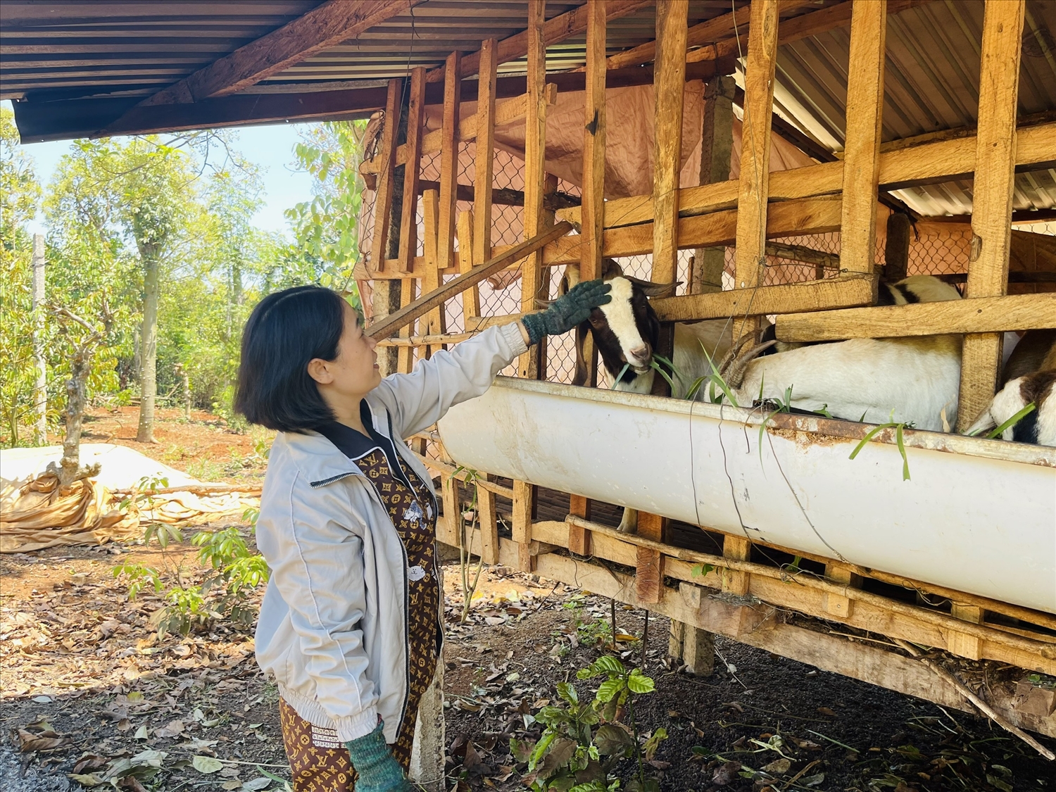 Nhờ nguồn vốn vay ưu đãi, hàng ngàn hộ đồng bào DTTS ở tỉnh Đắk Lắk có cơ hội vươn lên phát triển kinh tế