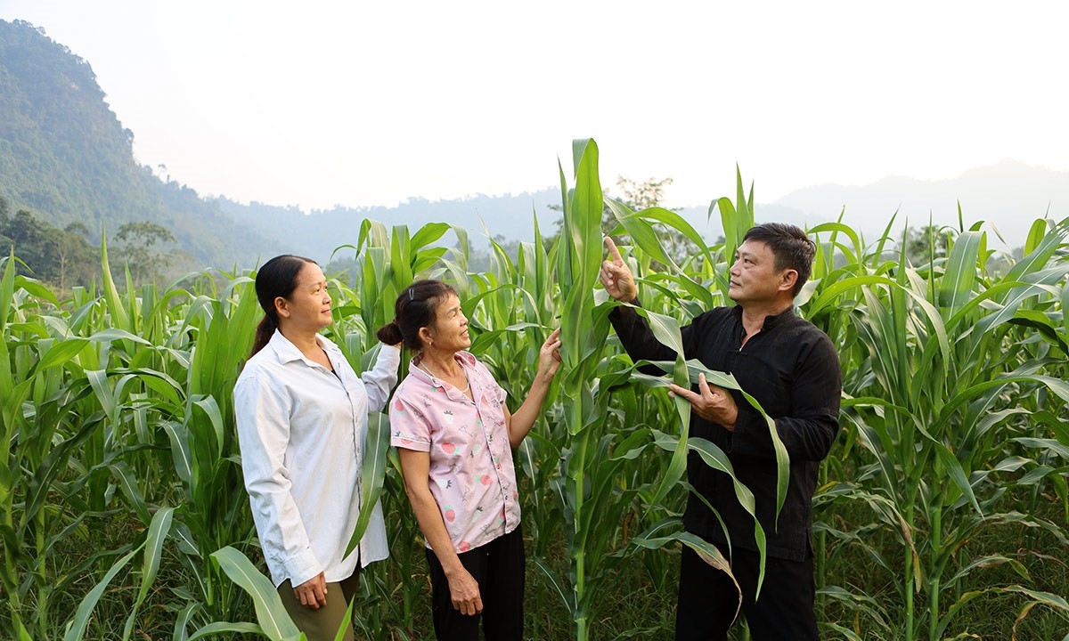 Ông Nông Văn Sông, Bí thư Chi bộ, Trưởng thôn, Người có uy tín ở thôn Nà Coóc hướng dẫn nhân dân chăm sóc cây ngô. Ảnh LD