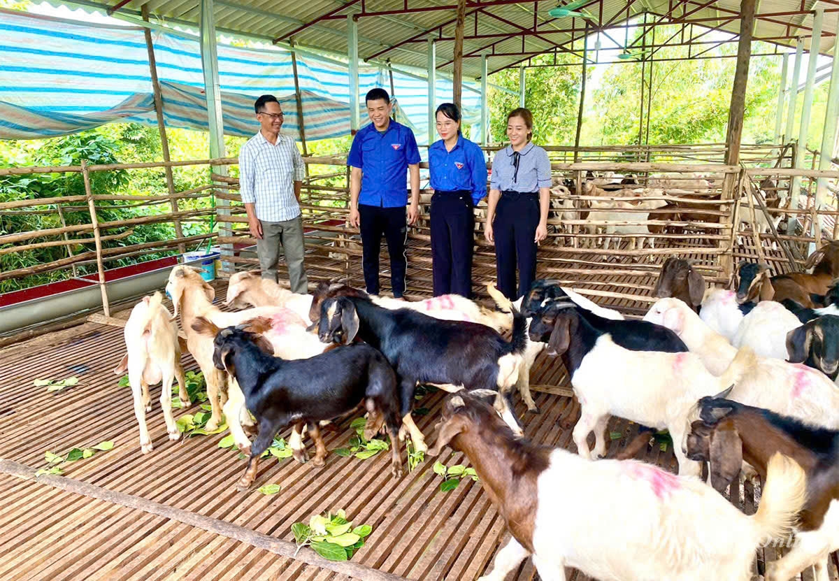 Anh Dương Văn Nam (thứ 2 từ trái qua phải), thôn Tây Vặc với trang trại nuôi dê hơn 200 con.