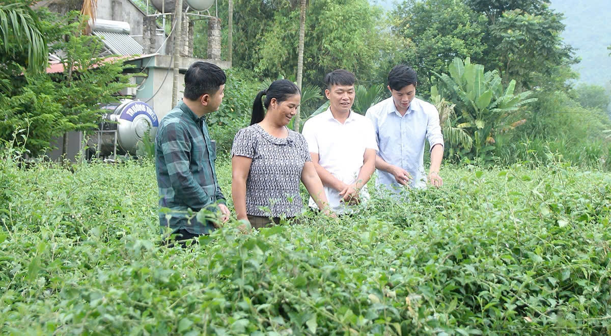 Anh Bùi Văn Hoàng (ngoài cùng bên phải), Giám đốc HTX Dịch vụ sản xuất, chế biến Nông lâm nghiệp Hợp Hòa hướng dẫn kỹ thuật chăm sóc, thu hoạch cà gai leo cho người dân.