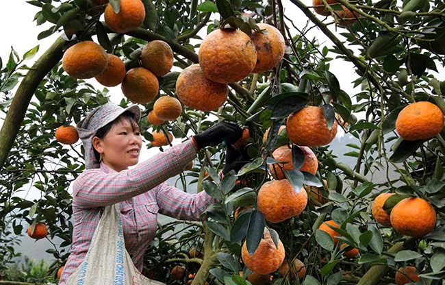 Cam sành Hàm Yên phát triển mạnh mẽ, trở thành cây trồng chủ lực, nâng cao thu nhập cho người dân