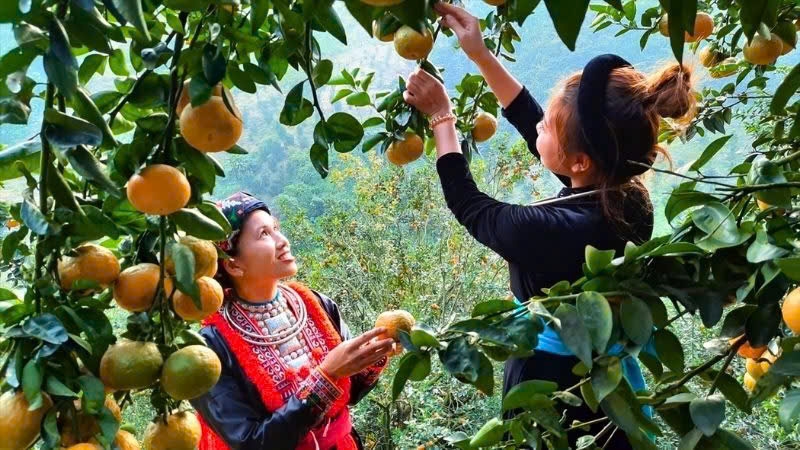 Hàm Yên đang phát huy thế mạnh nông, lâm nghiệp gắn với văn hóa để phát triển du lịch