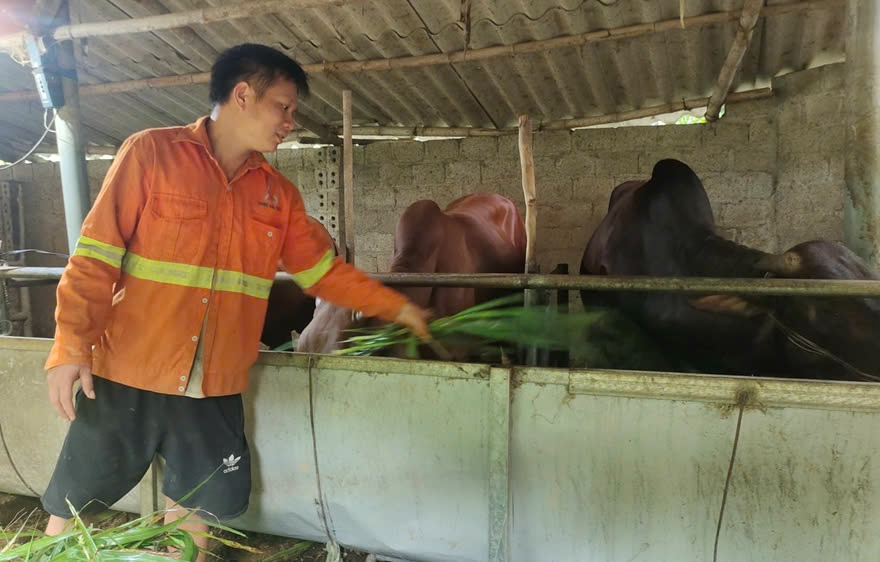 Hòa Bình tập trung nhiều mô hình giúp các hộ nghèo có thu nhập ổn định.