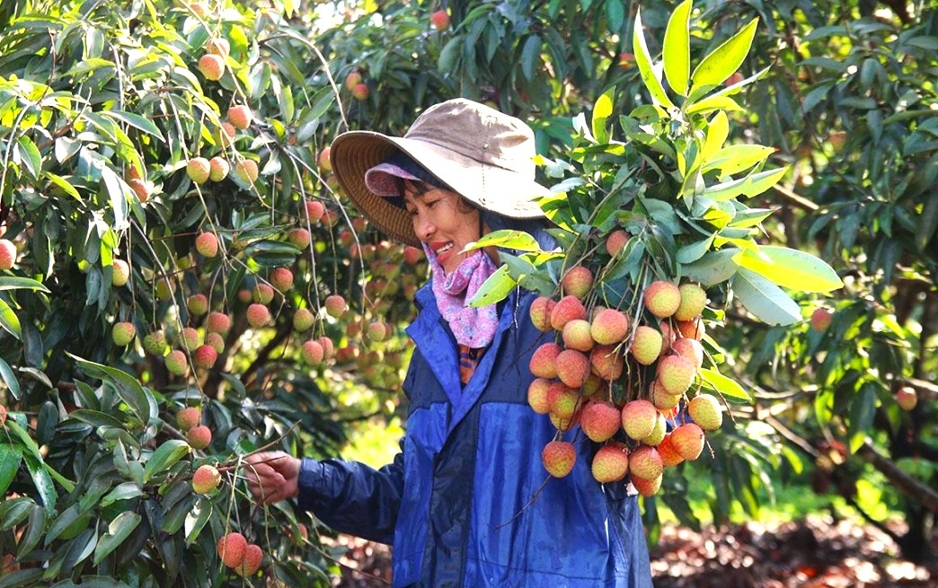 Nhờ nguồn vốn từ NHCSXH, một số khu vực trên địa bàn xã Ea Ning (Đắk Lắk) đáp ứng tốt điều kiện để trồng cây ăn trái, giúp tăng thu nhập hộ gia đình.
