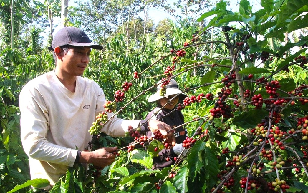 Anh Y Thih Ksơr ở buôn Ea Bhốk, xã Dray Bhăng (Đắk Lắk) thu hoạch cà phê niên vụ 2025 - 2026.