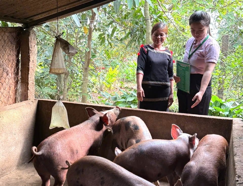 Từ nguồn vốn tín dụng chính sách, nhiều hộ dân xã Krông Năng mạnh dạn đầu tư chăn nuôi, từng bước nâng cao thu nhập, ổn định cuộc sống và vươn lên thoát nghèo bền vững.