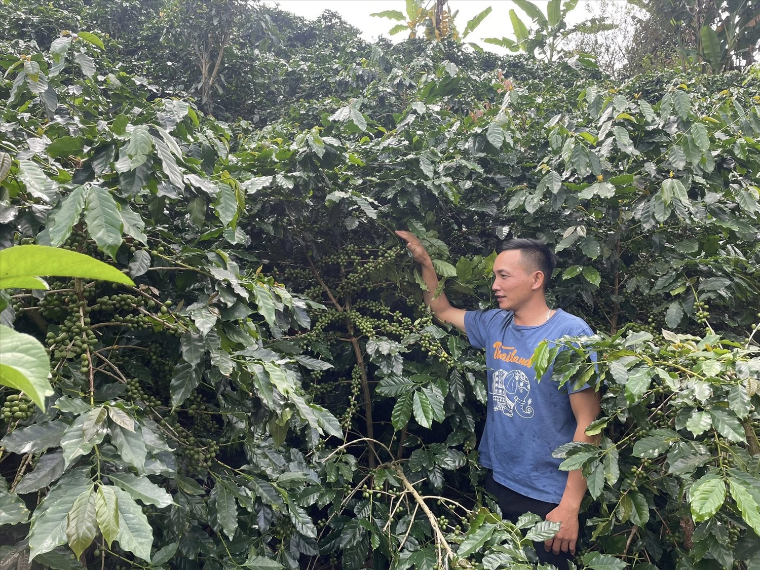  Anh Cầm Văn Hoàng, Giám đốc HTX Nông nghiệp bản Sàng Nà Tre, xã Chiềng Mai trong đồi cà phê của HTX.