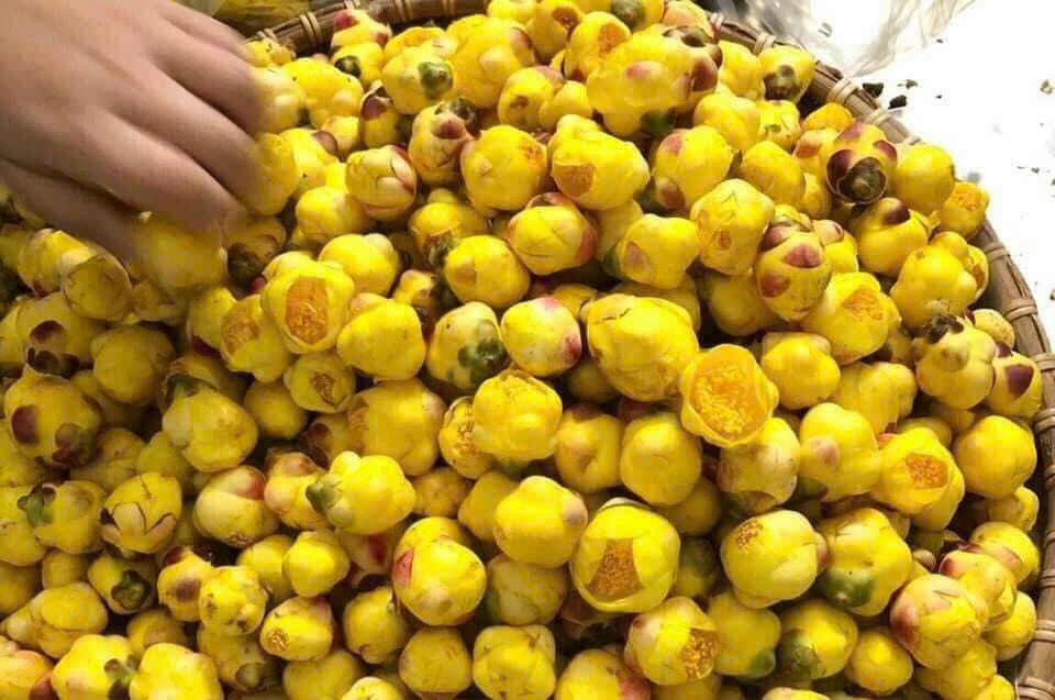 Vụ thu hoạch trà hoa vàng bắt đầu từ tháng 12 kéo dài đến tháng 3 năm sau