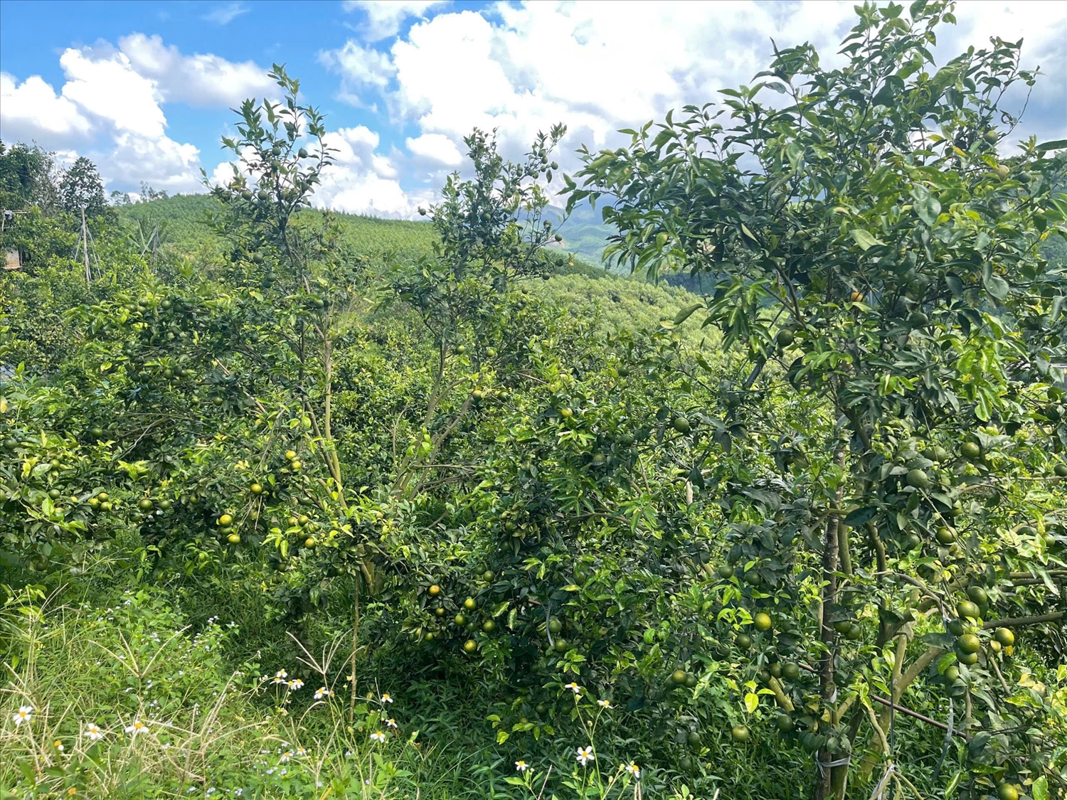 Cam Phiêng Lèo của HTX Lục Lâm được thu hoạch vào khoảng tháng 12, mỗi năm sản lượng đạt trên 60 tấn