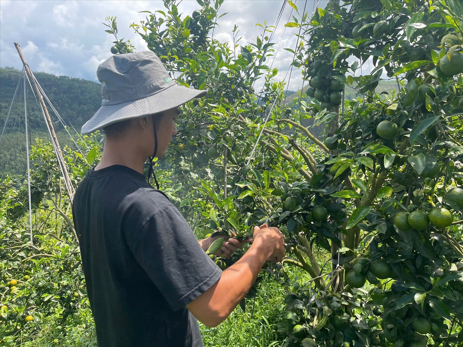 Anh Dũng thường xuyên cắt tỉa lá, cành cam để cây sinh trưởng khỏe, cho năng suất ổn định
