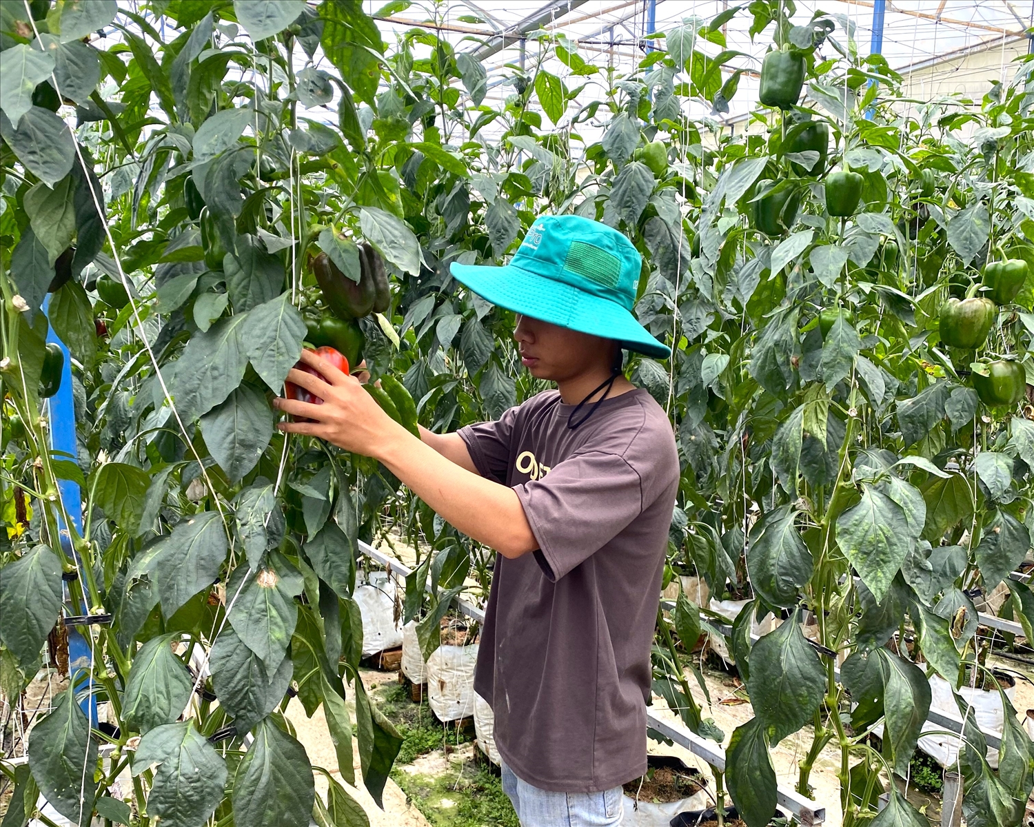 Thành viên HTX Phi Liêng thu hoạch ớt chuông.