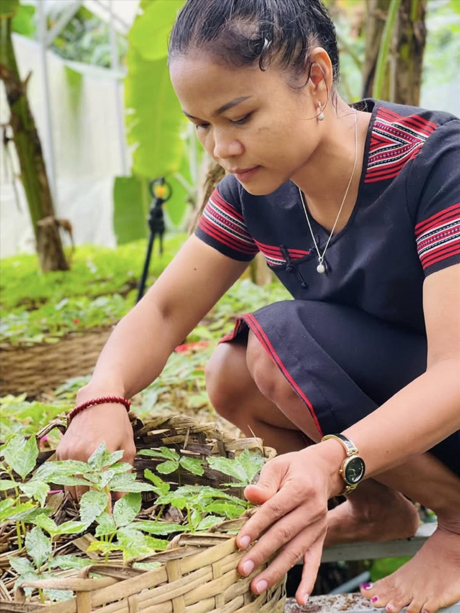 Chị Hồ Thị Mười chọn gắn bó với dược liệu và mong muốn mang sản phẩm của đồng bào DTTS đi xa