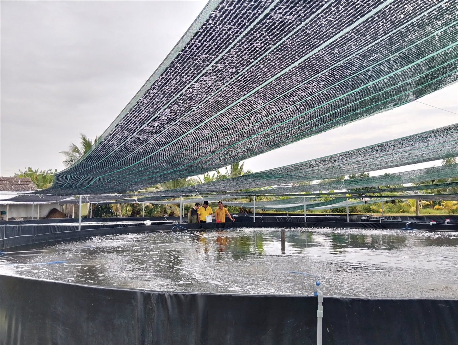 Lãnh đạo HTX Nông nghiệp tổng hợp Ba Đình, xã Vĩnh Lộc, tỉnh Cà Mau tham quan và làm việc với Tập đoàn Minh Phú chuẩn bị mở rộng diện tích chứng nhận tôm sú sạch ASC cho mô hình lúa - tôm.