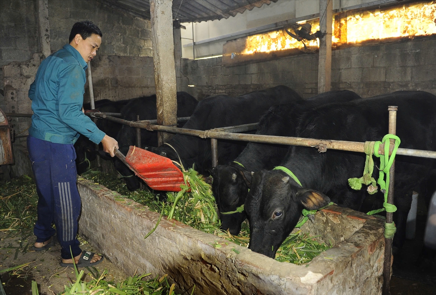 Cựu chiến binh Đỗ Mạnh Điệp, thôn Tân Hưng, xã Hùng Cường, thành phố Hưng Yên được vay vốn NHCSXH nuôi bò