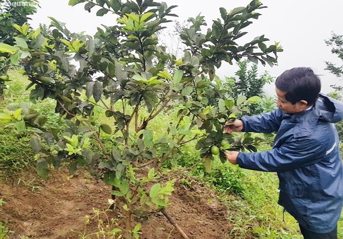Nhờ nguồn vốn vay của NHCSXH Sơn Tây, nhiều hộ dân trên địa bàn có điều kiện đầu tư trồng cây ăn quả.