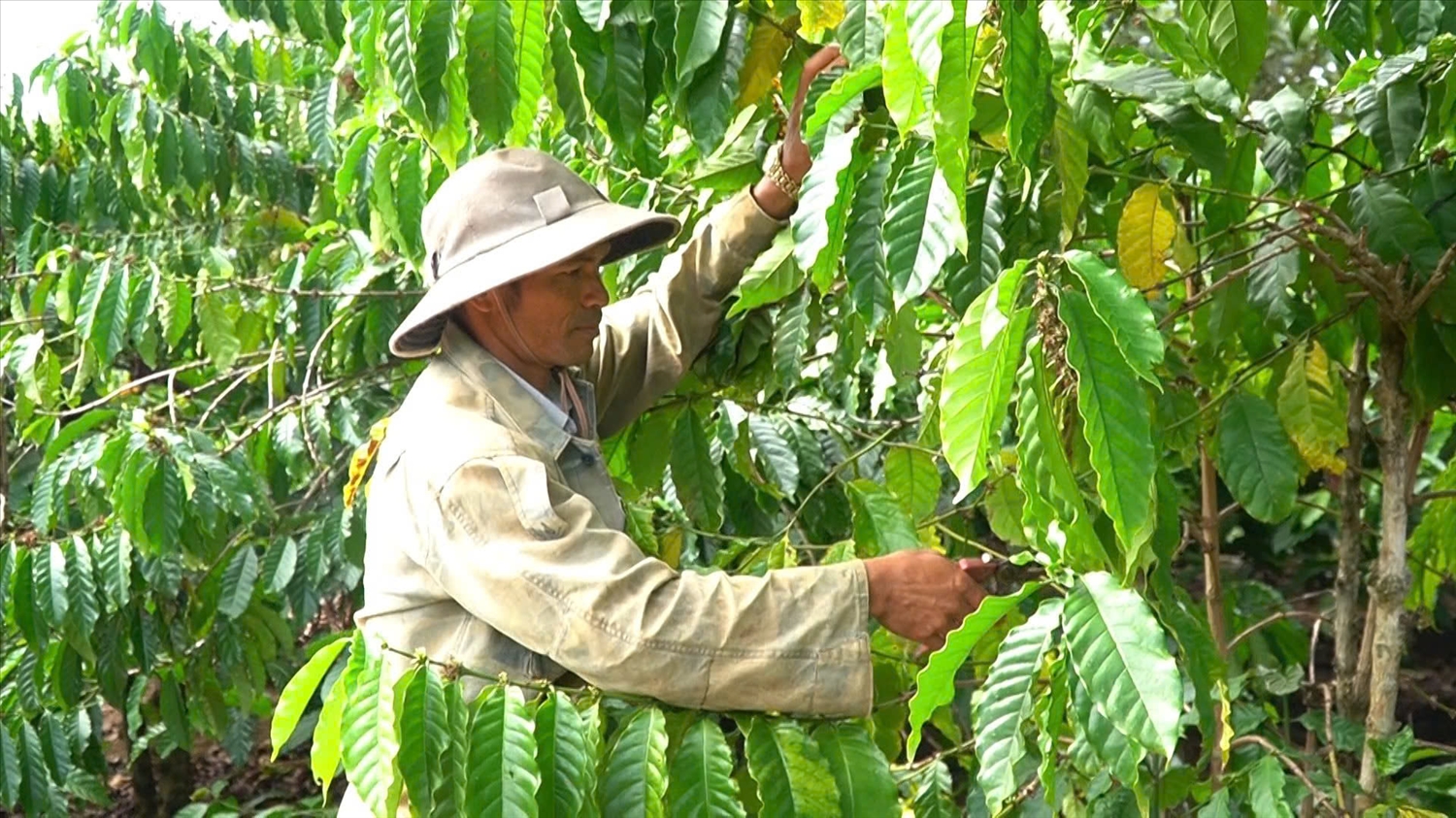 Không chỉ ở lĩnh vực văn hóa, nhiều Người có uy tín còn là đầu tàu trong phát triển kinh tế, giảm nghèo ở cơ sở. Điển hình như ông Điểu Nanh được bà con tín nhiệm bầu làm Người có uy tín của bon N’Jang Bơ, xã Trường Xuân nhiều năm qua.