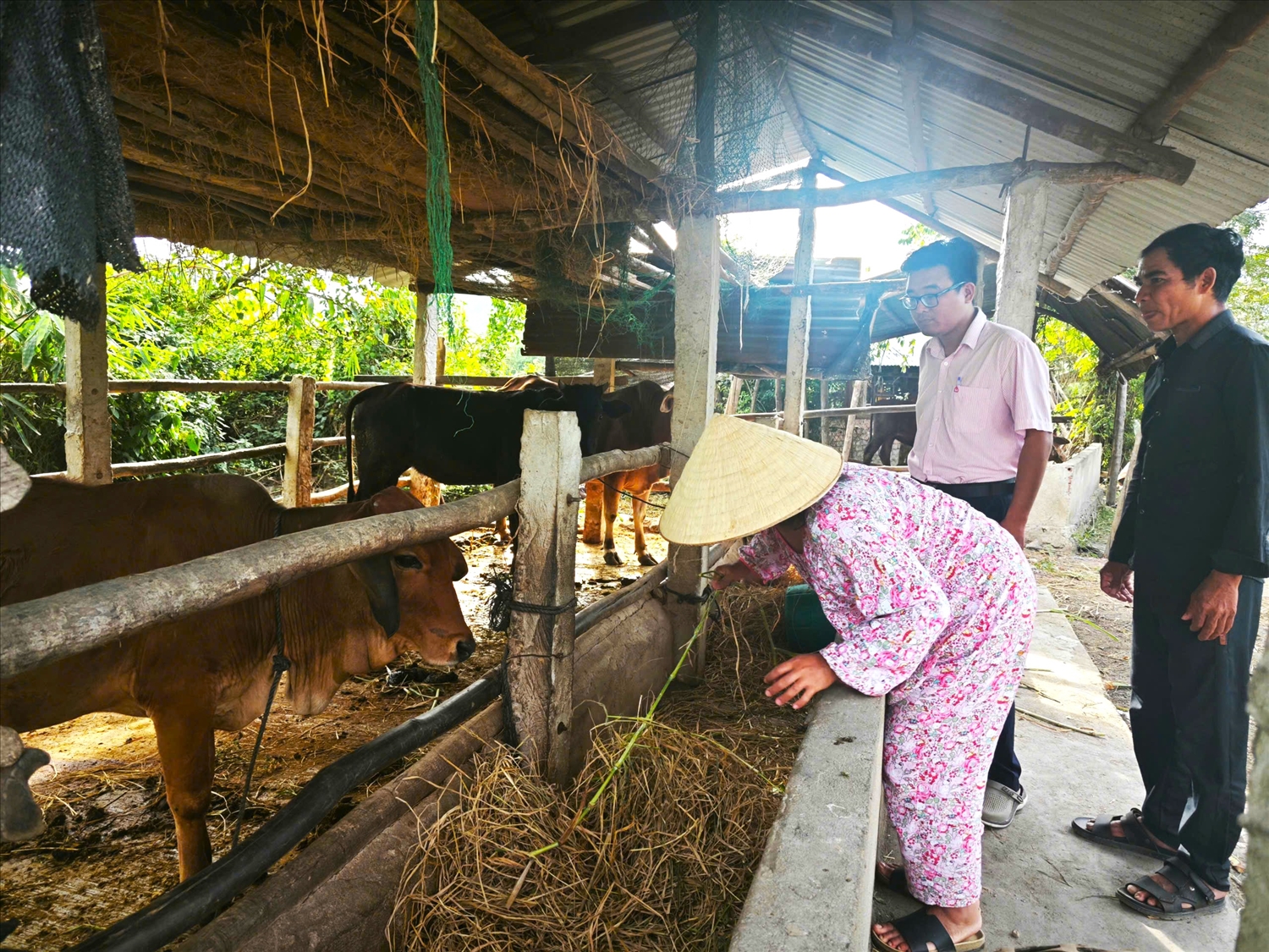 Nhờ nguồn vốn NHCSXH, gia đình ông bà La Mo Ngục đầu tư phát triển chăn nuôi bò, mang lại thu nhập cao cho gia đình