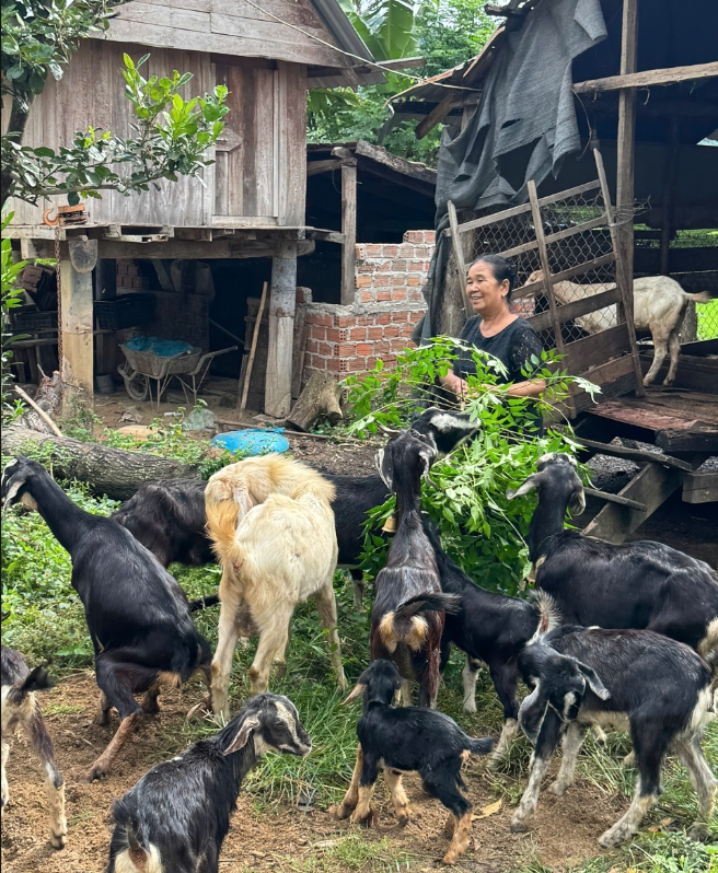 Đổi mới hiệu quả mô hình chăn nuôi dê của một số hộ vay tại xã Liên Sơn Lắk