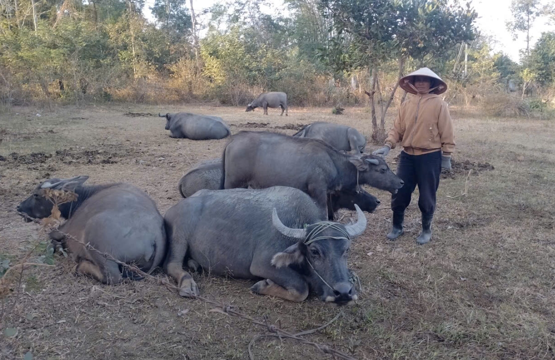 Chăn nuôi trâu mang lại hiệu quả kinh tế cao cho hộ H Goanh Du ở buôn Yôk Đuôn