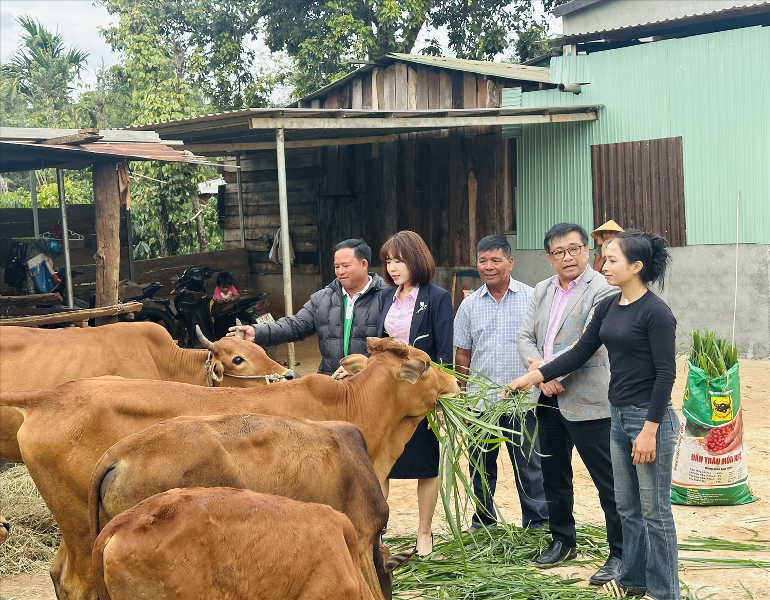 Lãnh đạo Chi nhasnhNHCSXH tỉnh Đắk Lắk cùng chính quyền địa phương xã Ea MDroh thăm mô hình chăn nuôi bò sinh sản từ nguồn vốn tín dụng chính sách, góp phần giúp người dân phát triển sinh kế, nâng cao thu nhập.
