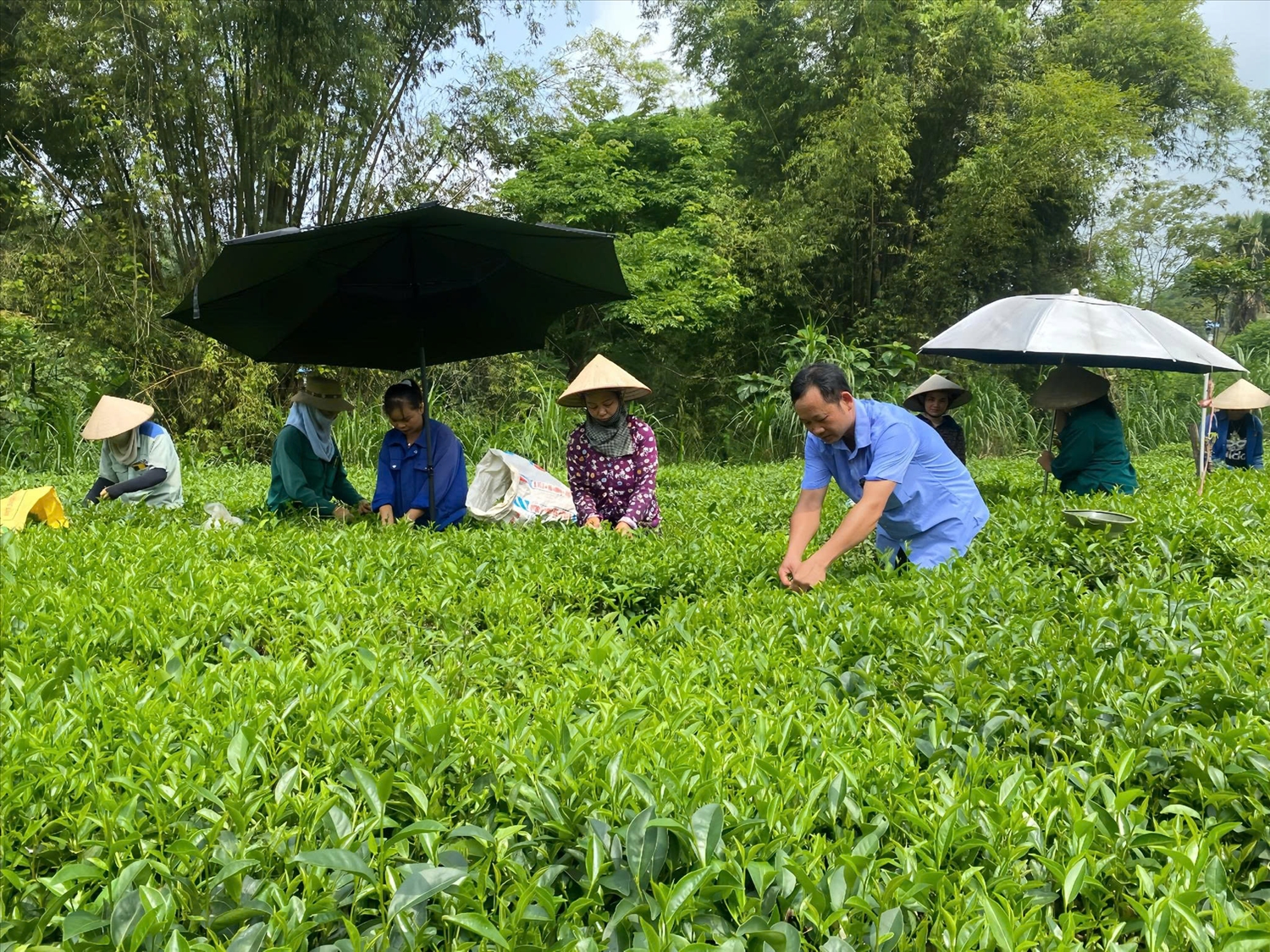 Dự án phát triển sản xuất, liên kết theo chuỗi giá trị sản phẩm chè trên địa bàn tỉnh Tuyên Quang giúp người dân nâng cao thu nhập. Dự án phát triển sản xuất, liên kết theo chuỗi giá trị sản phẩm chè trên địa bàn tỉnh Tuyên Quang giúp người dân nâng cao thu nhập.
