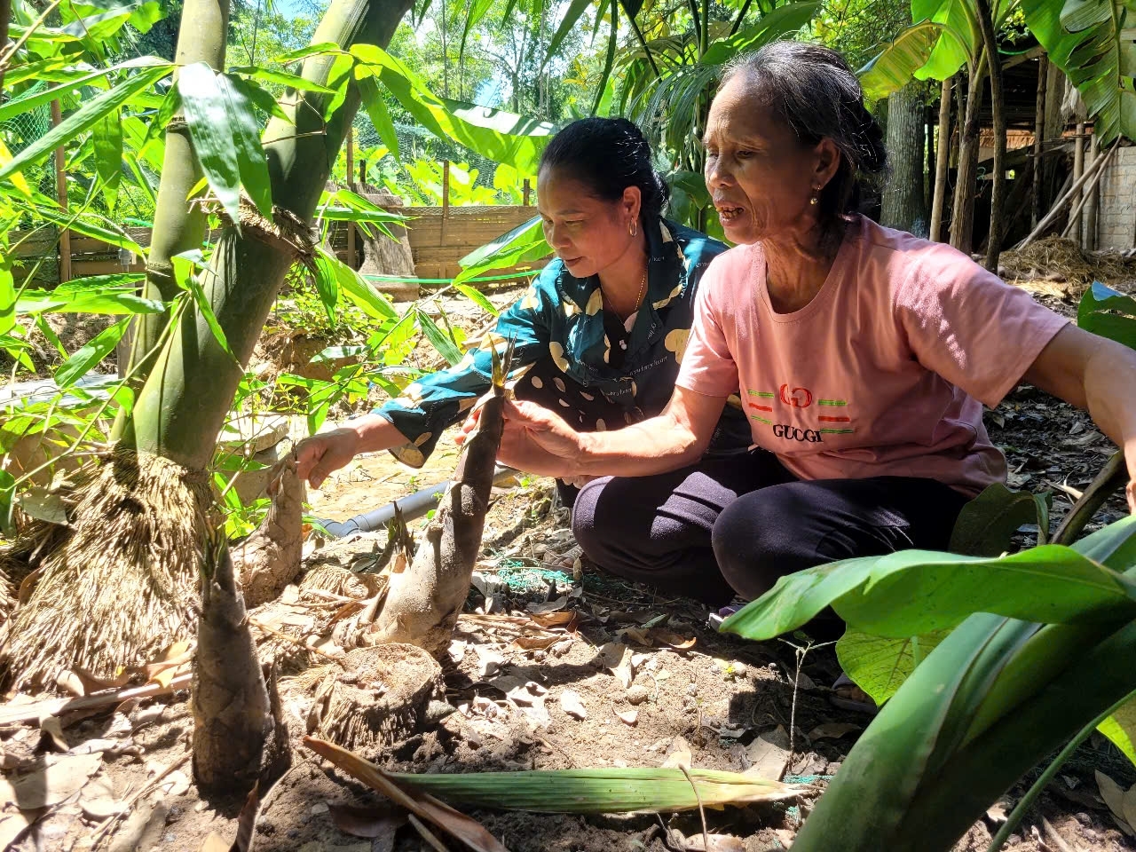 Đồng bào Mường, thôn Thiết Giang, xã Thiết Ống, chăm sóc vườn măng Bum – mô hình mới giúp nhiều hộ dân ổn định thu nhập. Đồng bào Mường, thôn Thiết Giang, xã Thiết Ống, chăm sóc vườn măng Bum – mô hình mới giúp nhiều hộ dân ổn định thu nhập.