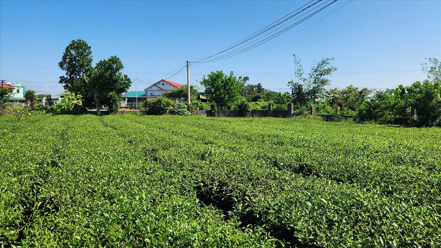 Hiện xã Quảng Đức có gần 100 ha chè canh tác theo phương thức nông nghiệp hữu cơ