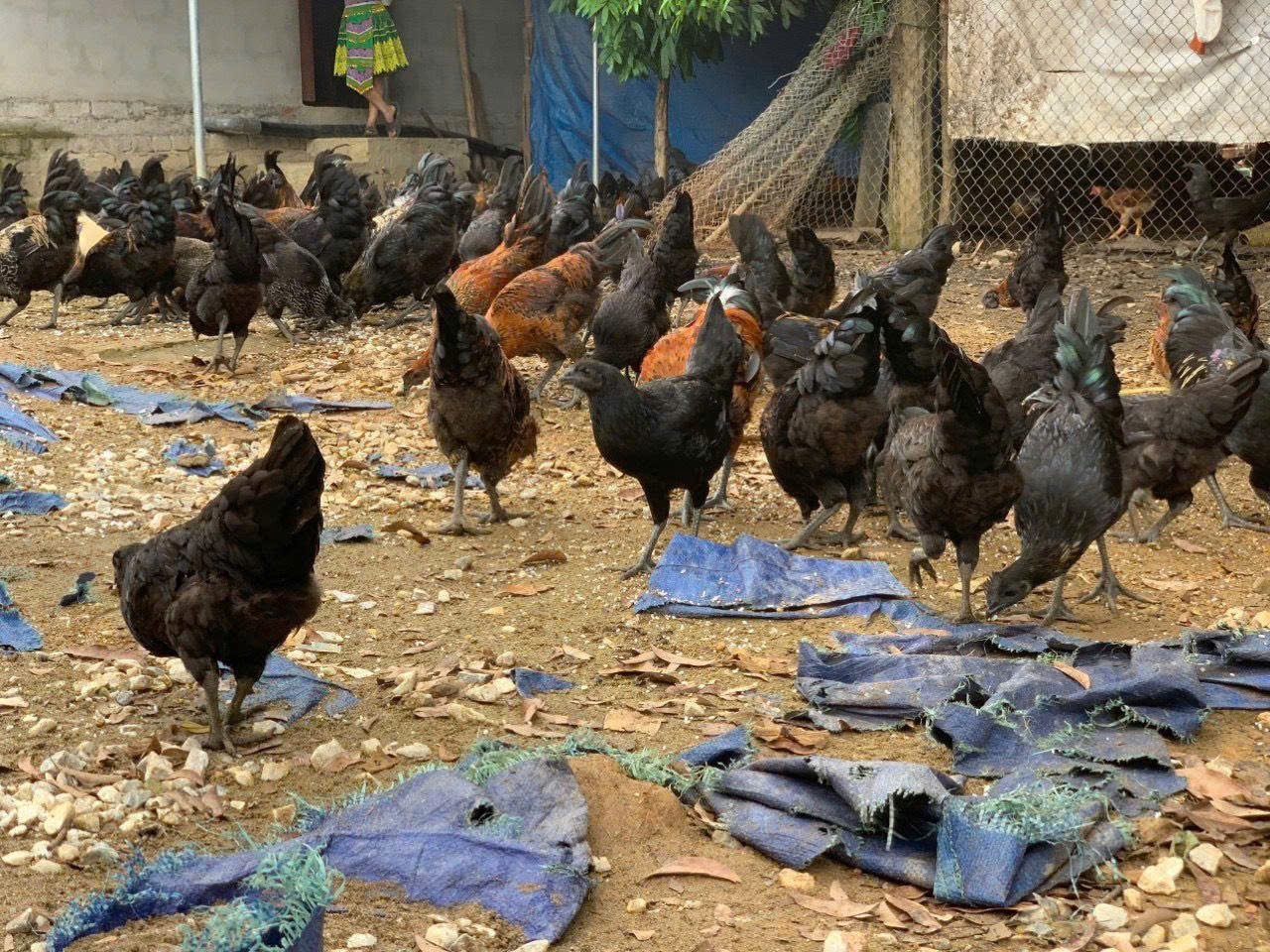 Giống gà Mông đen đang mang lại thu nhập ổn định cho nhiều hộ gia đình trong xóm Trung Sơn
