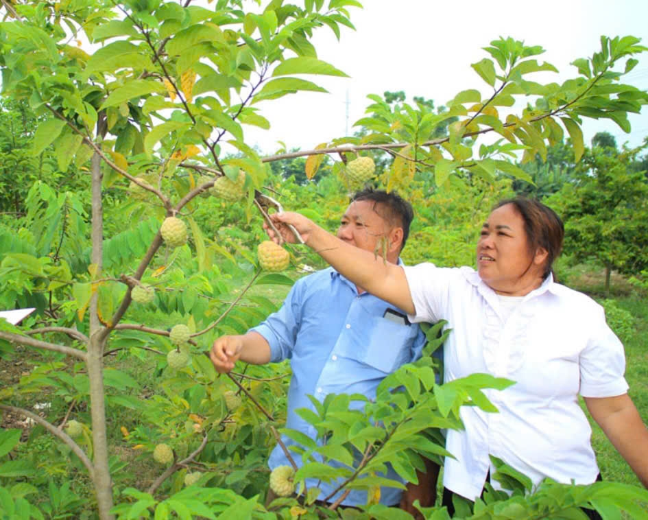 Mô hình trồng na cũng đang phát huy hiệu quả, giúp cho nhiều gia đình xóm Trung Sơn có cơ hội thoát nghèo bền vững