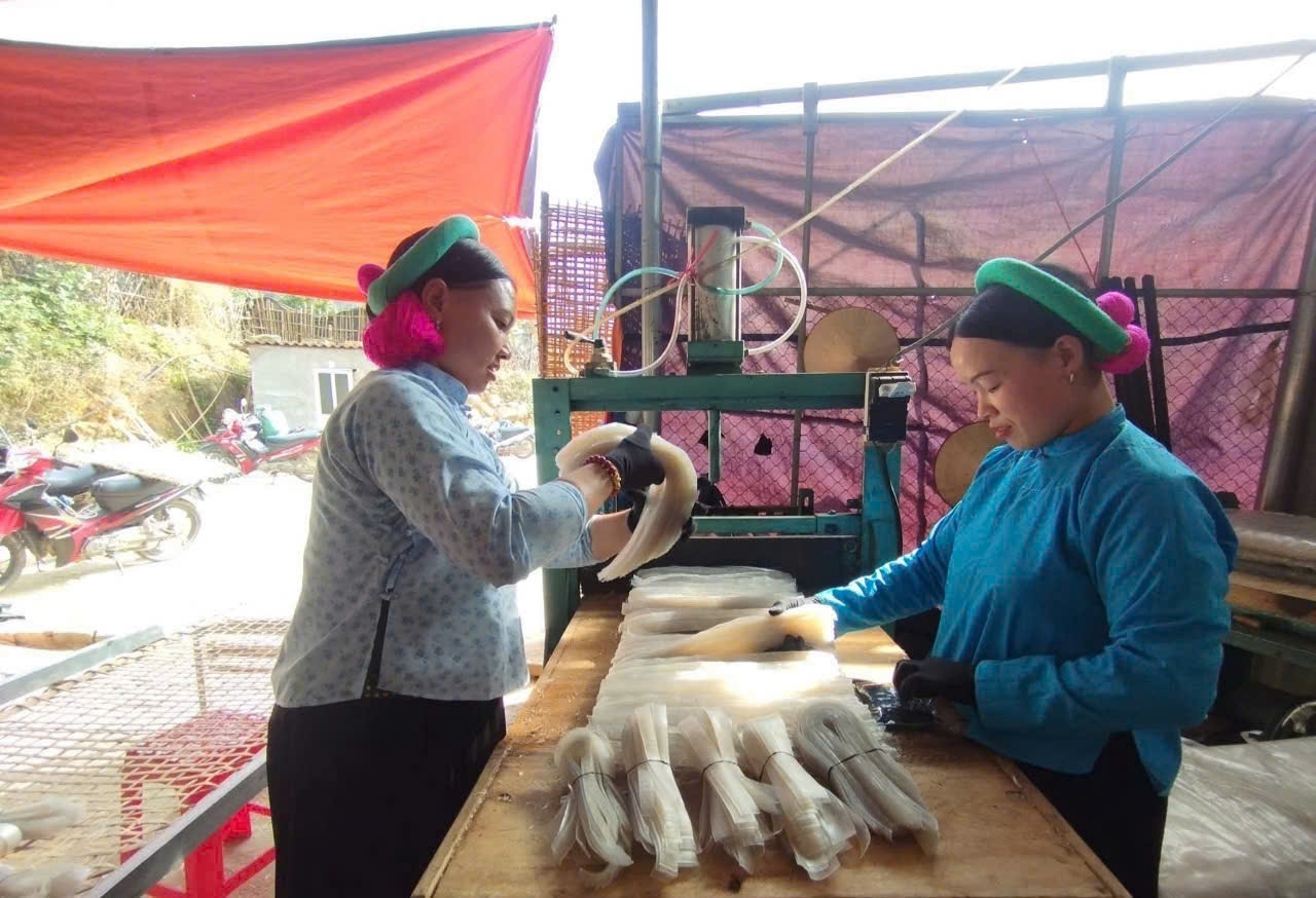  Việc phát triển sản phẩm OCOP miến dong đang mang lại hiệu quả thu nhập cao cho nhiều hộ dân ở Bình Liêu