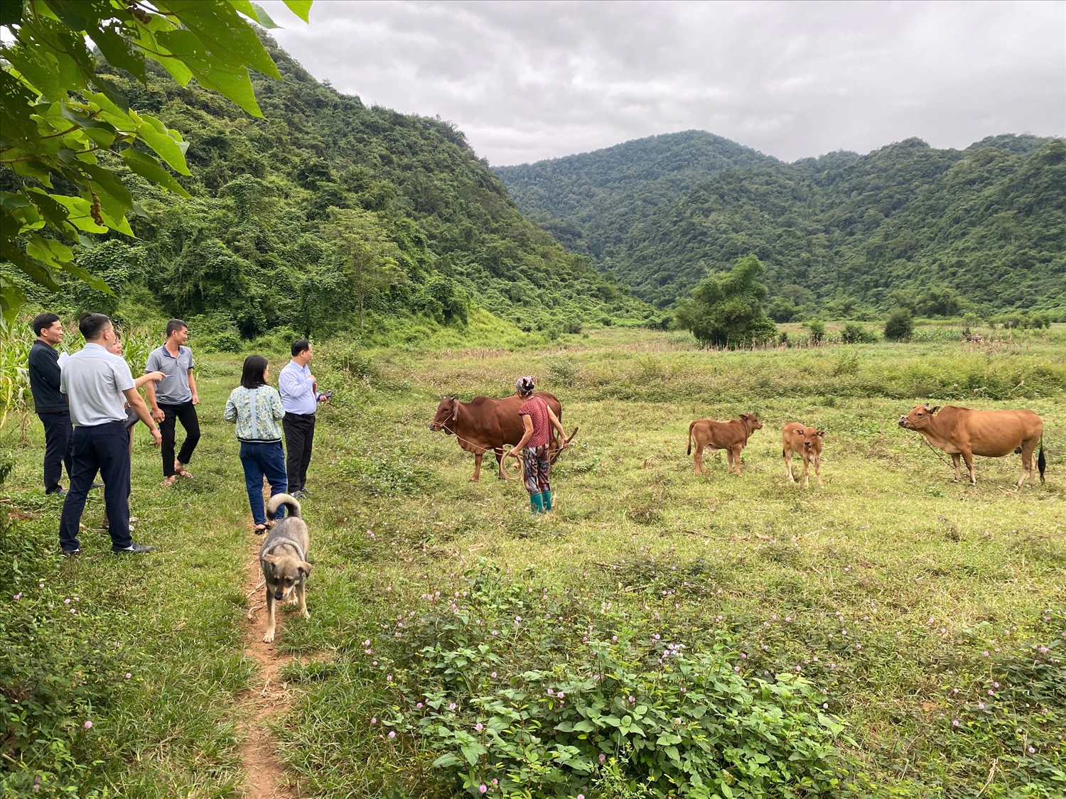 Đoàn công tác thăm mô hình chăn nuôi bò của hộ ông Lê Trung Sỹ (sinh năm 1955) ở Xóm Mương Dạ, xã Toàn Thắng, tỉnh Phú Thọ – hộ dân được hỗ trợ bò giống để ổn định sinh kế.