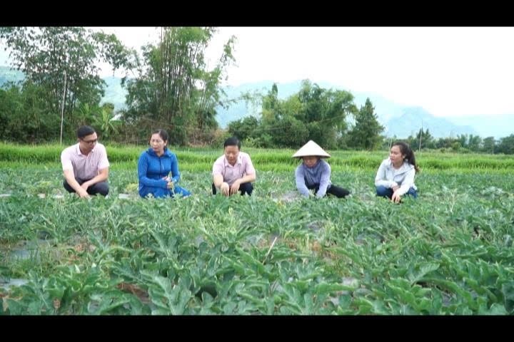 Lãnh đạo Phòng giao dịch NHCSXH Nghĩa Lộ (Lào Cai) thăm quan mô hình trồng dưa hấu tại Phường Cầu Thia
