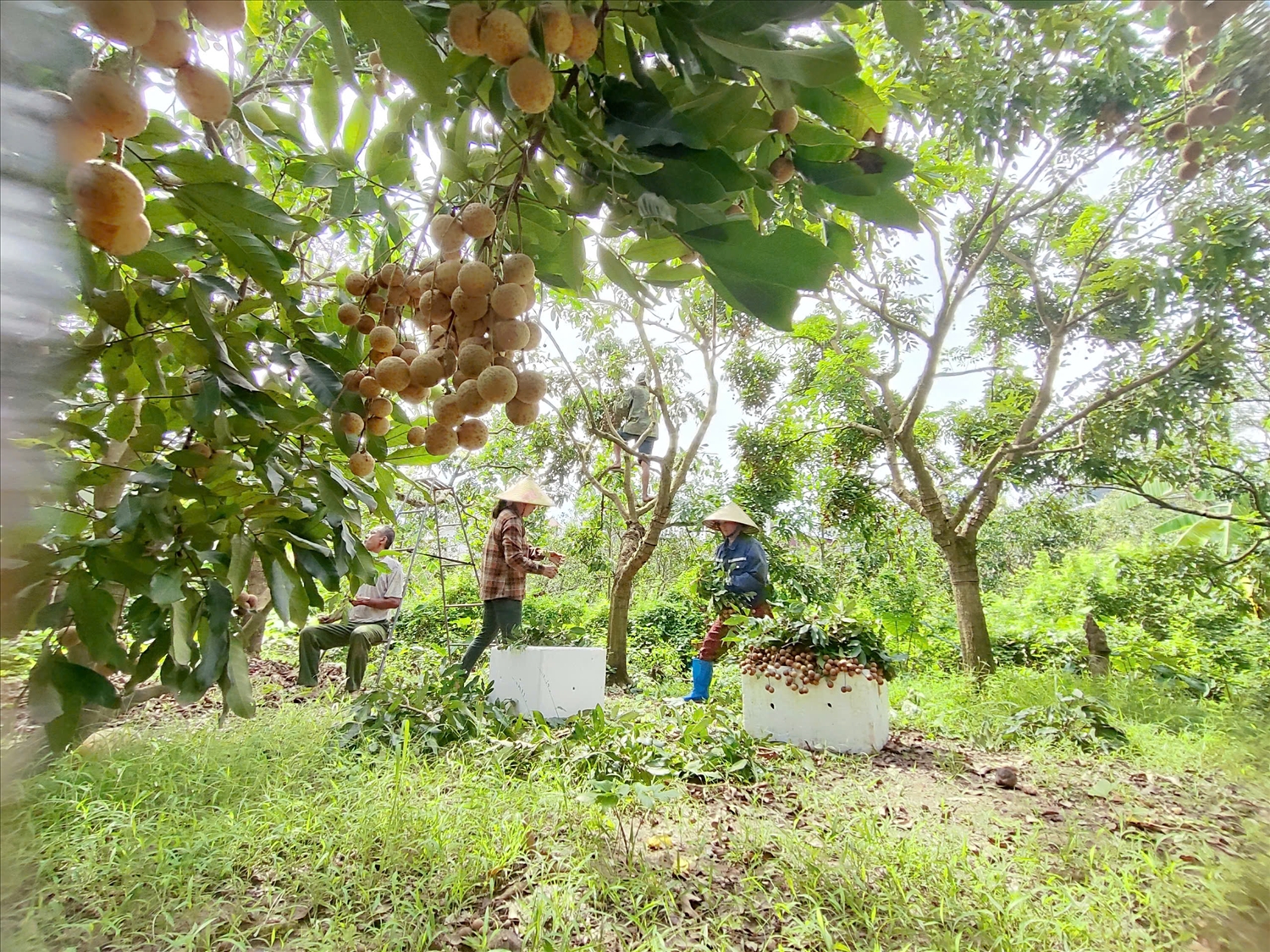 Thu hoạch nhãn lồng – sản phẩm đặc sản nổi tiếng của Hưng Yên, góp phần nâng cao thu nhập cho nông dân (ảnh Vân Khánh)