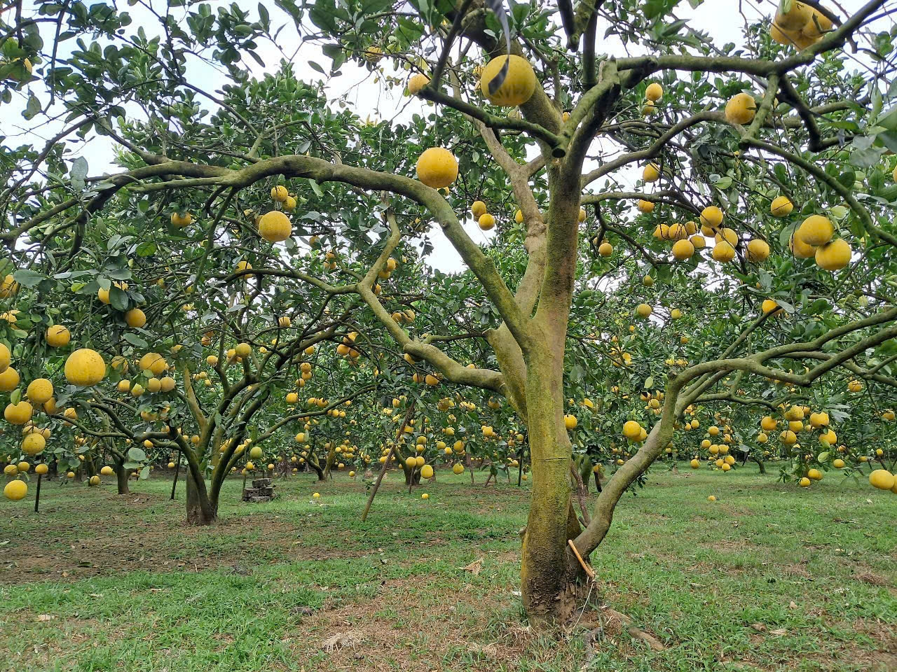 Vườn bưởi được áp dụng tiêu chuẩn VietGAP (Ảnh: Yến Khánh)