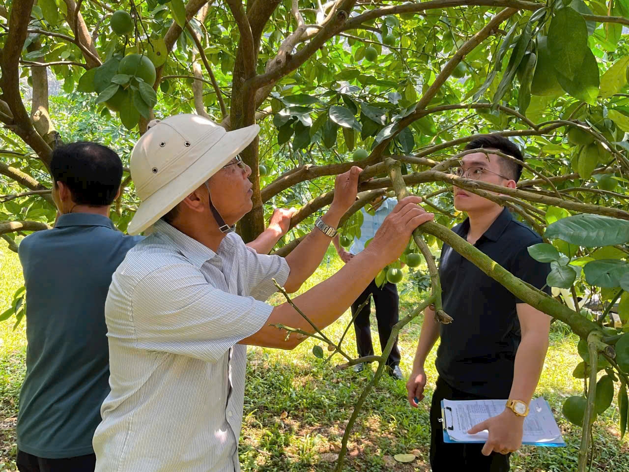 Hợp tác xã Đại Đồng (xã Yên Trị, Phú Thọ) áp dụng quy trình VietGAP và sử dụng túi bọc quả, giúp phòng sâu bệnh, bảo đảm an toàn thực phẩm và nâng cao chất lượng bưởi. (Ảnh: Yến Khánh)