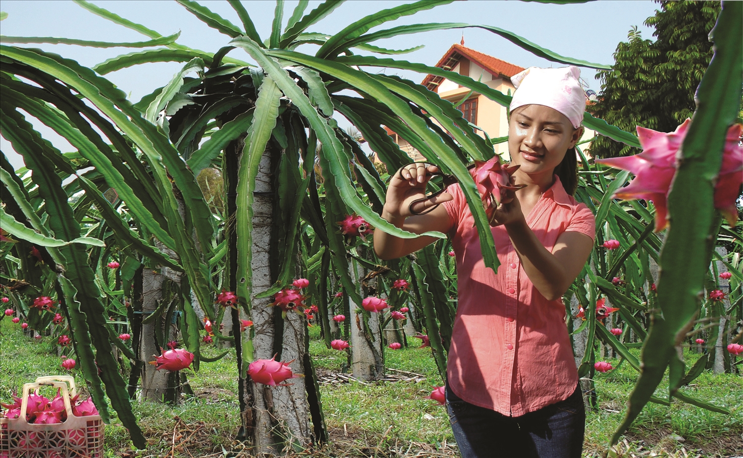 Người dân xã Lập Thạch thu hoạch thanh long ruột đỏ – sản phẩm nông nghiệp đặc trưng mang lại hiệu quả kinh tế cao cho địa phương. Người dân xã Lập Thạch thu hoạch thanh long ruột đỏ – sản phẩm nông nghiệp đặc trưng mang lại hiệu quả kinh tế cao cho địa phương.
