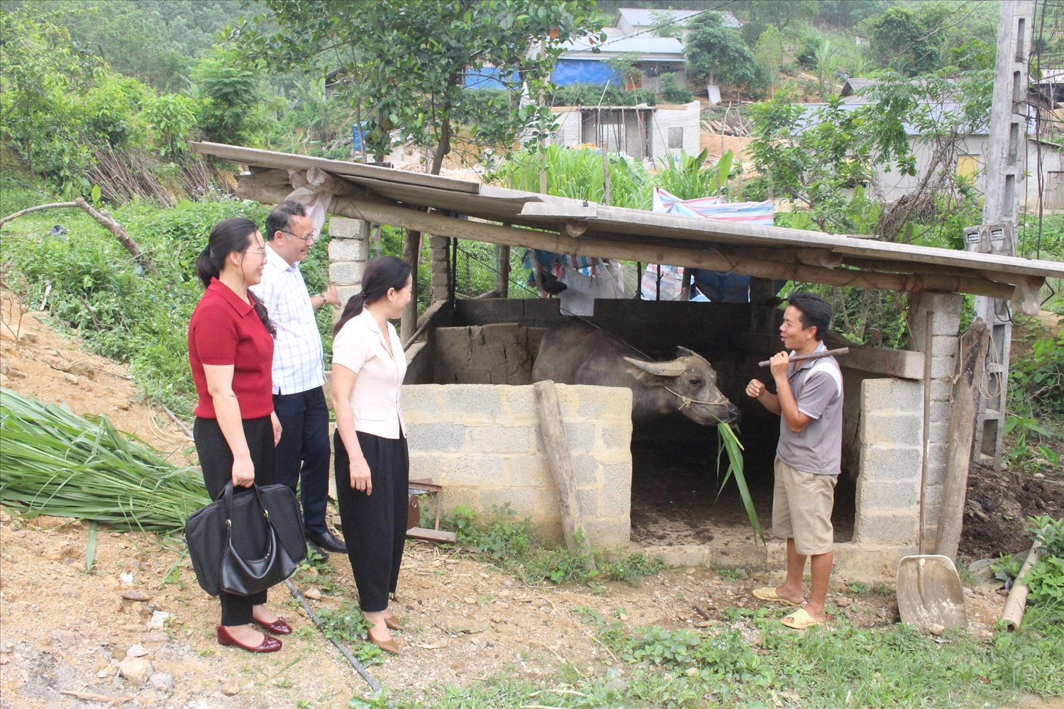 Anh Lý Văn Trình (sinh năm 1986), người dân tộc Mông, xóm Khuôn Ngục, xã La Hiên, tỉnh Thái Nguyên được cán bộ xã La Hiên hướng dẫn cách chăm sóc con trâu. (Ảnh Thảo Khánh)