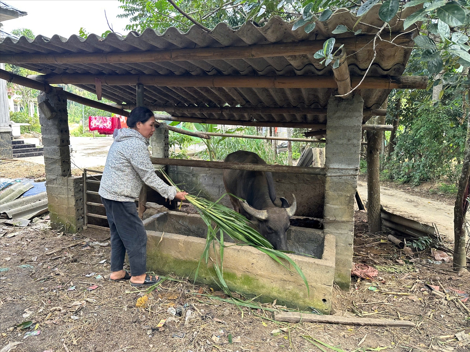 Bà Hoàng Thị Thi, người dân tộc Sán Chí, xóm Đồng Danh, xã Yên Trạch, tỉnh Thái Nguyên cắt cỏ chăn trâu. (Ảnh: Thảo Khánh)