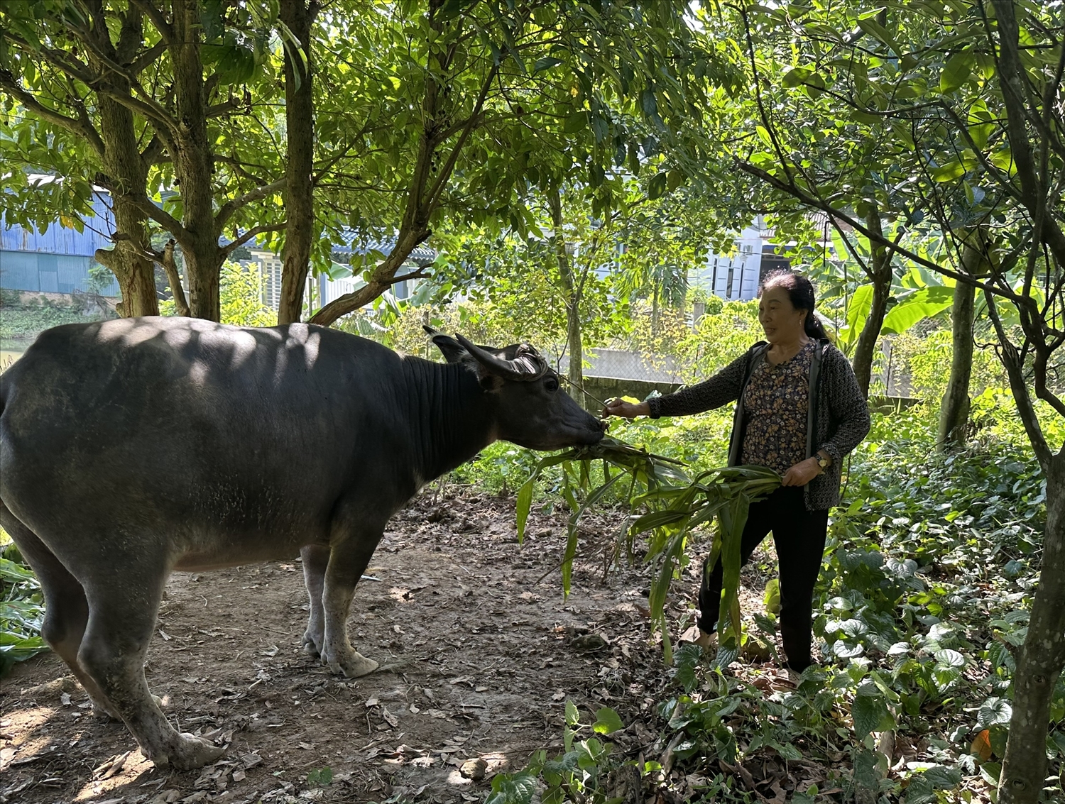 Bà Ứng Thị Thêm (sinh năm 1960), là một hộ nghèo tại xã An Khánh được hỗ trợ 2 con trâu sinh sản từ Chương trình MTQG Giảm nghèo bền vững