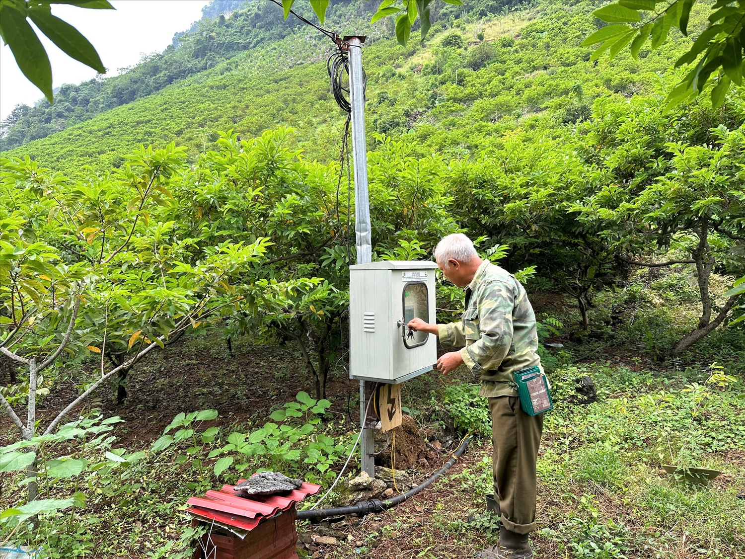 Ông Kiều Thượng Chất, xóm Phượng Hoàng, xã Võ Nhai, trồng cây na đã lâu năm và áp dụng các biện pháp kỹ thuật theo hình thức rải vụ