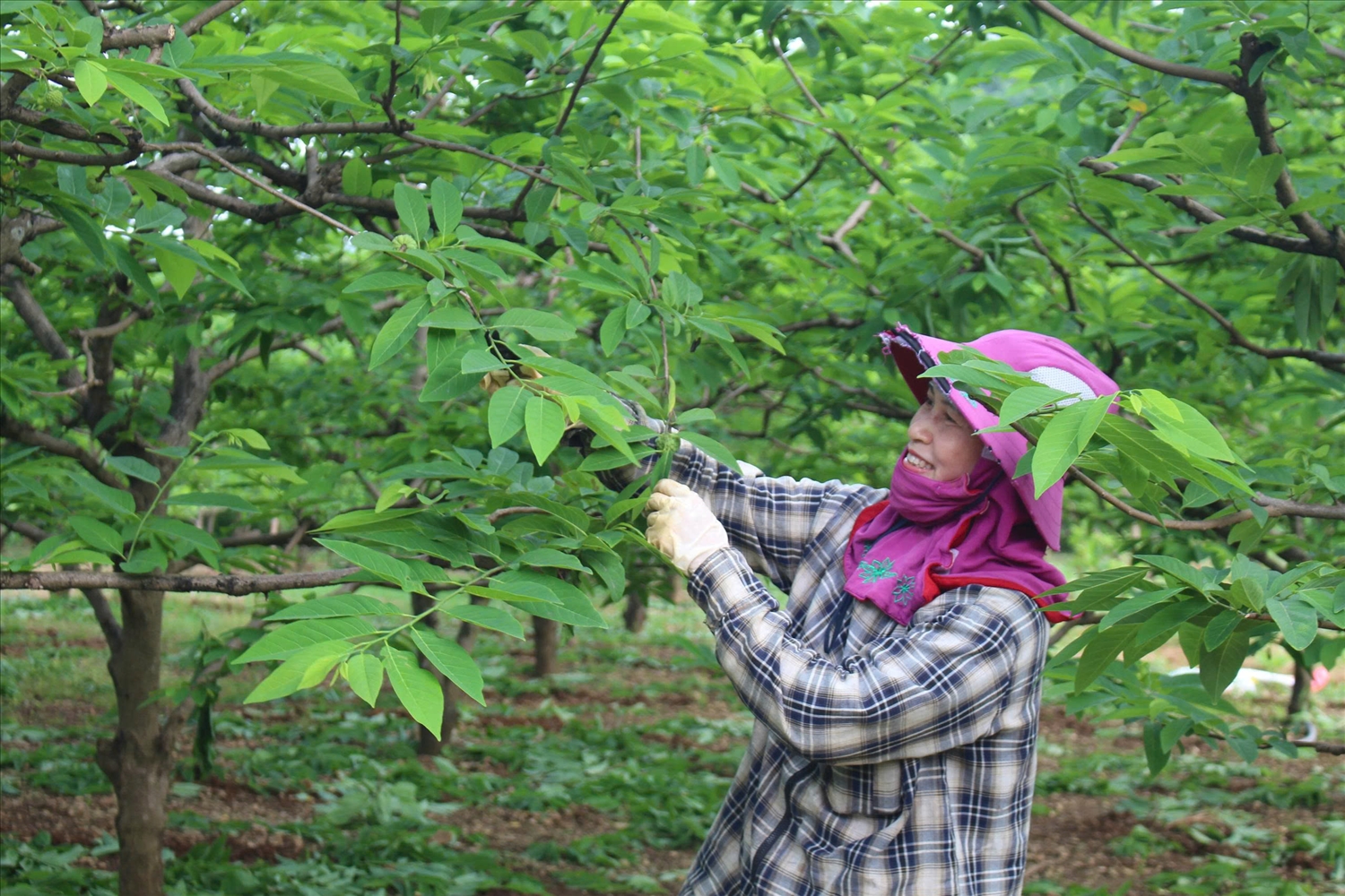 Chị Triệu Thị Luyến, xóm Hiên Minh, xã La Hiên chăm sóc na rải vụ