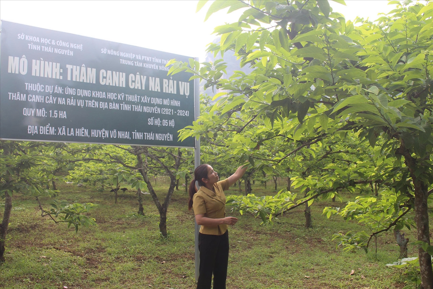  Mô hình trồng na rải vụ tại xã La Hiên, tỉnh Thái Nguyên giúp người dân nâng cao thu nhập, mang lại hiệu quả kinh tế bền vững.