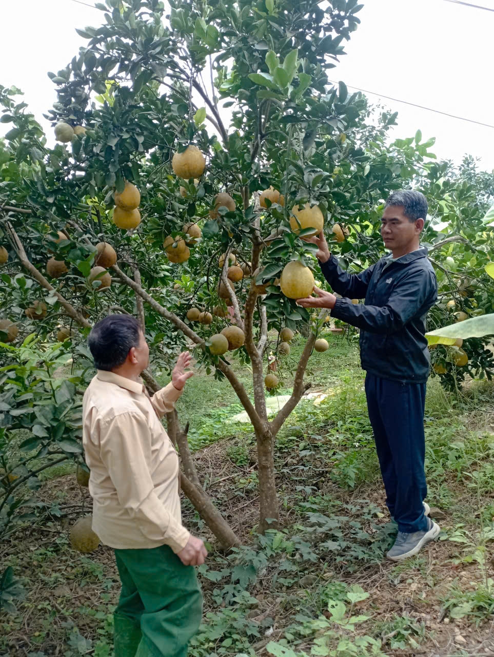 Ông Ma Quang Đạt trực tiếp đến tận vườn hướng dẫn bà con cách trồng, chăm sóc cây trồng nhằm đạt hiệu quả kinh tế cao. (Ảnh: Vân Khánh)