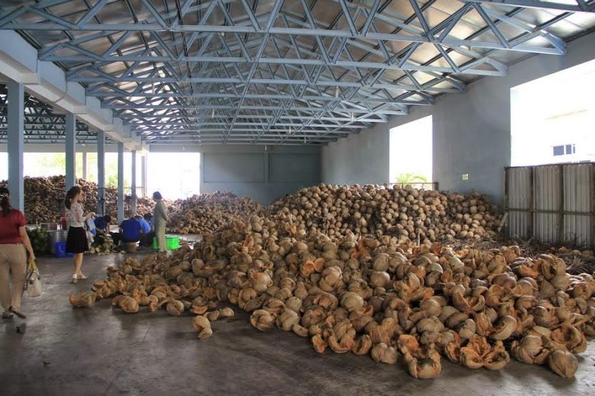 Dừa được chế biến có giá trị xuất khẩu cao hơn (Ảnh Internet)