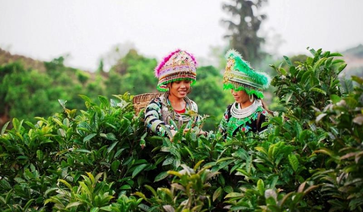 Chè đang dần trở thành một trong những cây trồng chủ lực của tỉnh Yên Bái.