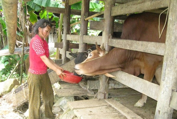  Được sự hỗ trợ từ các chính sách dân tộc, nhiều hộ dân huyện Hà Quảng phát triển chăn nuôi bò đem lại hiệu quả kinh tế, góp phần xóa đói, giảm nghèo.